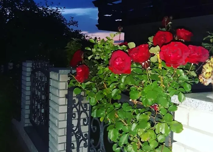 Jevtic 1 سوكو بانيا